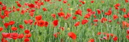 Homeschooling Unit Studies - World War II Poppies