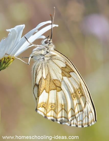 Raising a butterfly for homeschool science